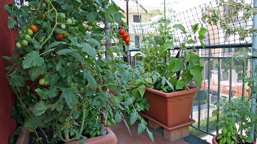 How-To-Grow-Vegetables-In-An-Apartment