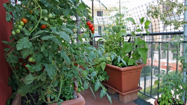 How To Grow Vegetables In An Apartment