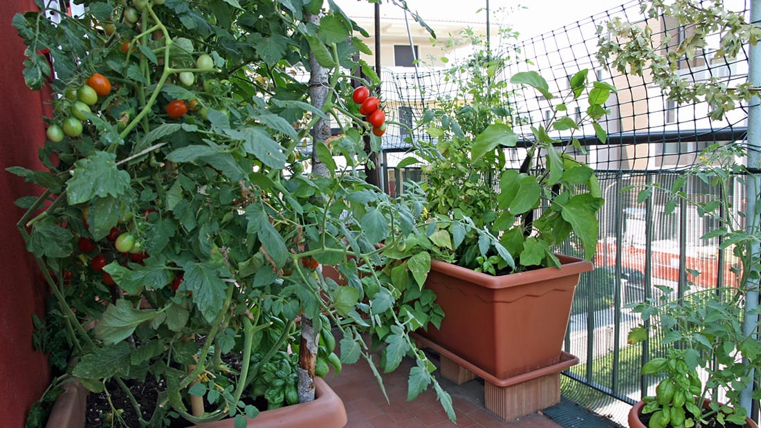 How-To-Grow-Vegetables-In-An-Apartment