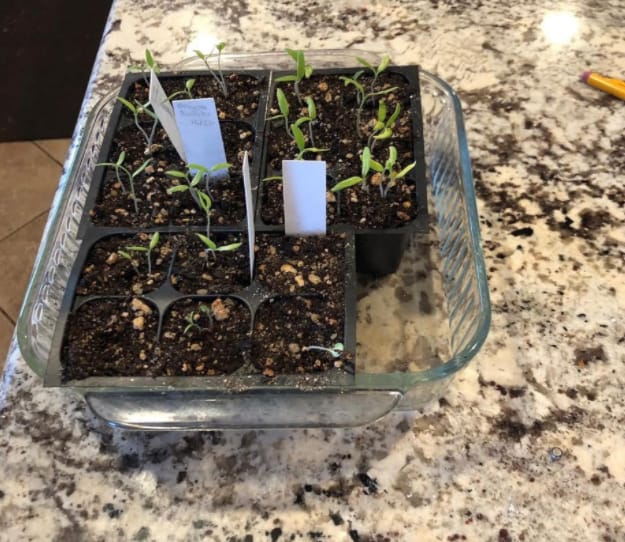 Seedlings getting ready for the garden.