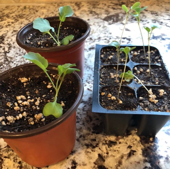 Broccoli Sprouts grown in window sills compared