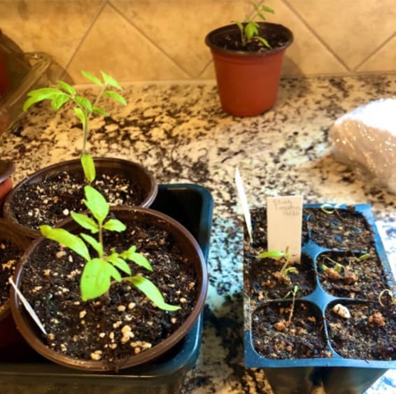 Tomato Sprouts compared