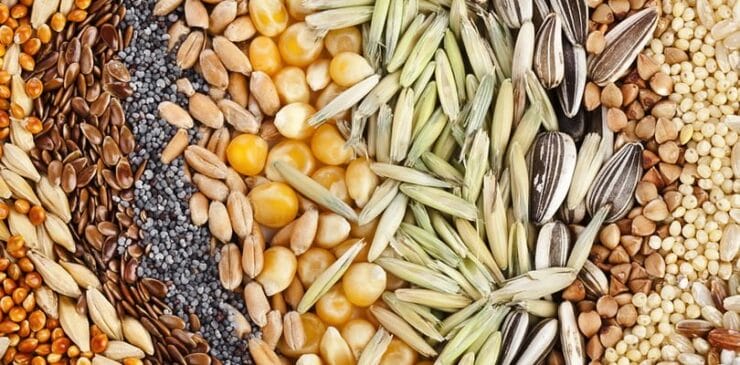 Thumbnail image of seeds