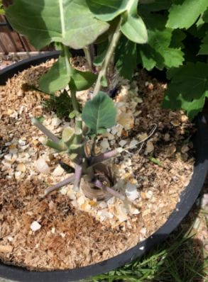 What's eating my leaves?