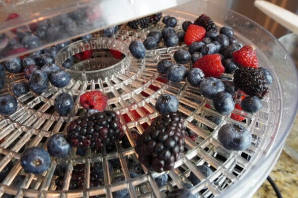 Dehydrating Berries for Pemmican