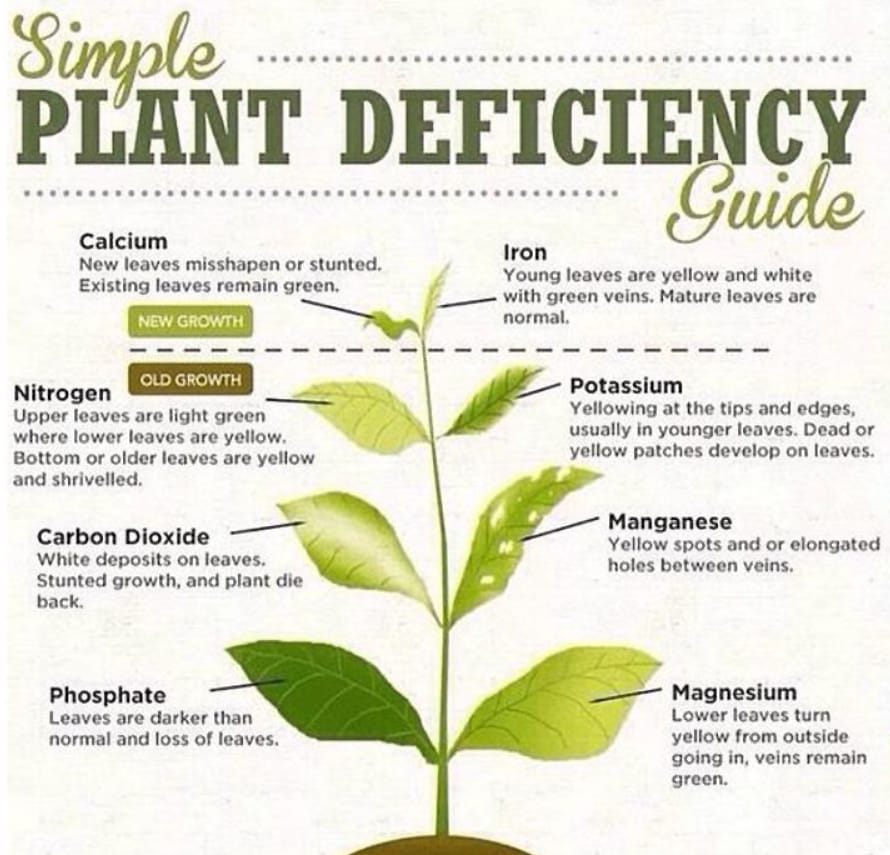 Diagnosing plant problems