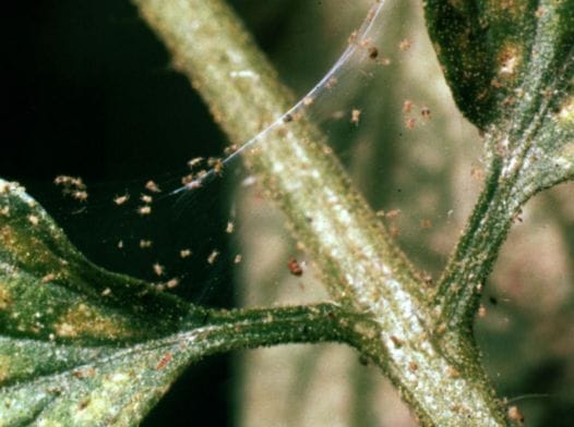 Thumbnail image of Spider Mite Webs in Garden