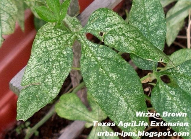 Leaves turning white on bean plant