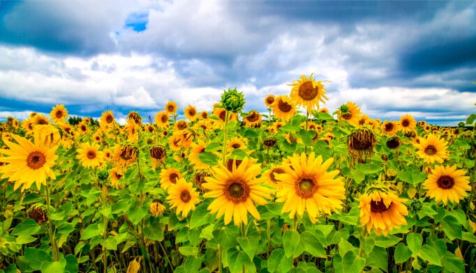 Cultivated Sunflower history