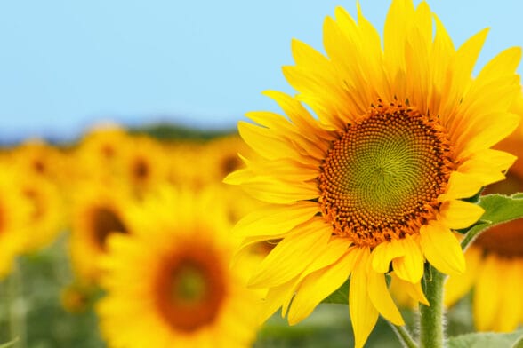 Sunflower Uses