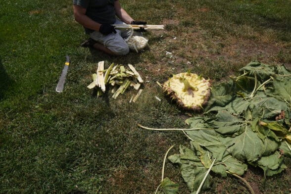 Harvesting sunflower for food