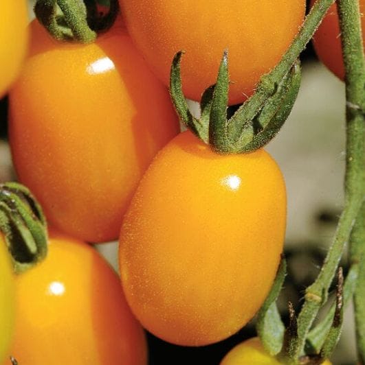 Yellow Grape Tomatoes