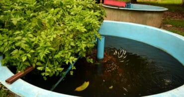 aquaponic farm fish and plants