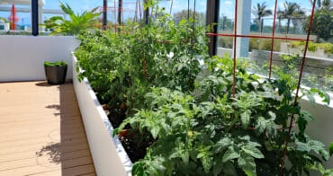 Small garden big crop harvest
