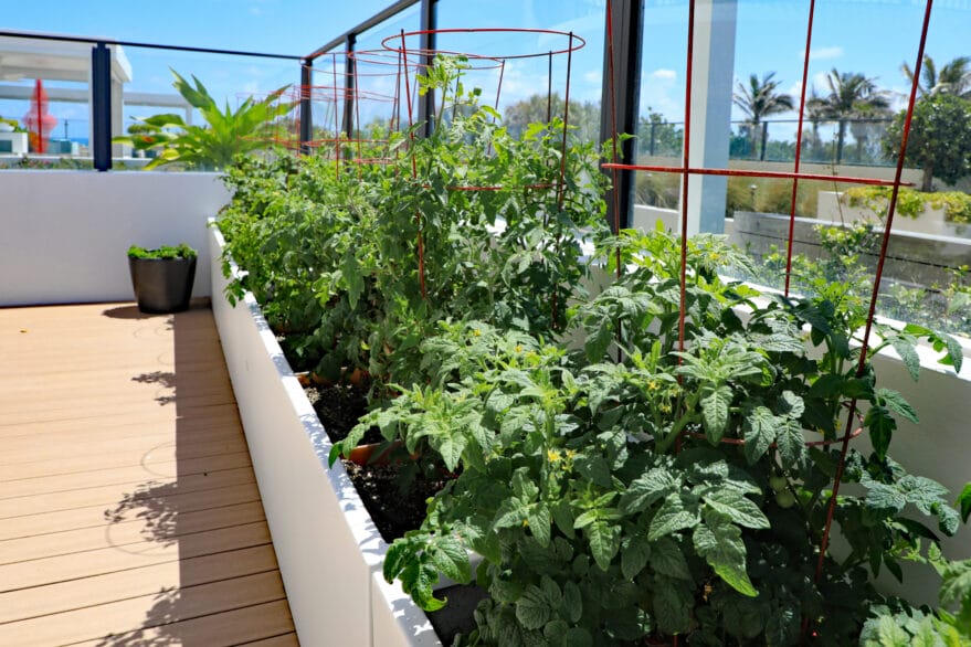 Small garden big crop harvest