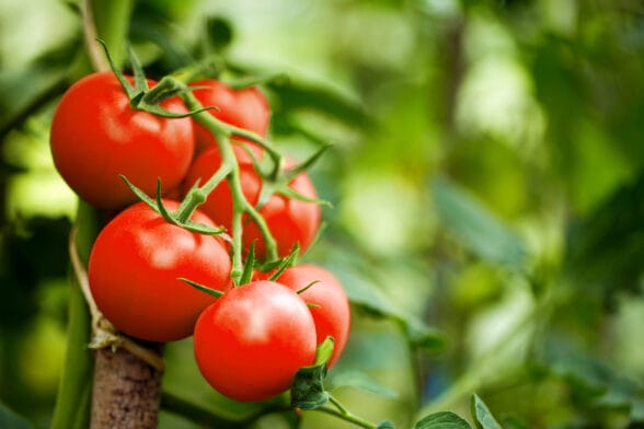 Thumbnail image of Beautiful,Red,Ripe,Heirloom,Tomatoes,Grown,In,A,Greenhouse.,Gardening