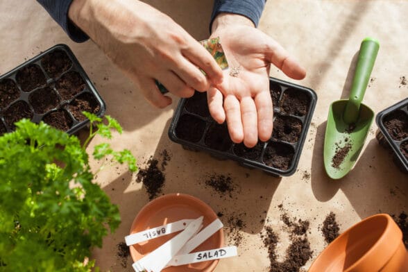 Thumbnail image of Gardening,,Planting,At,Home.,Man,Sowing,Seeds,In,Germination,Box
