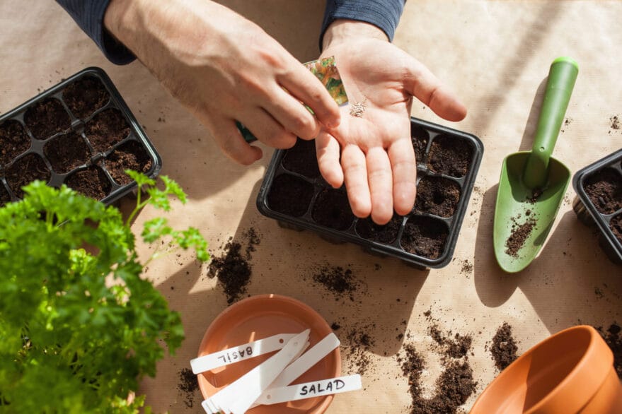 Planting seeds after a disaster