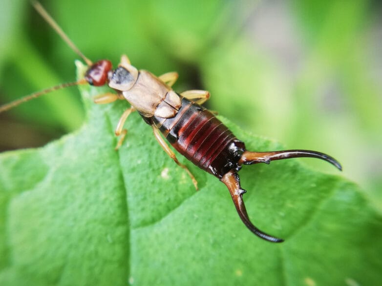 Earwigs