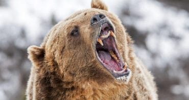 Grizzly bear tested