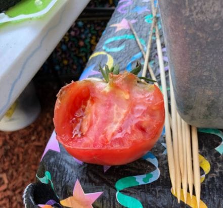What's Eating My Tomato