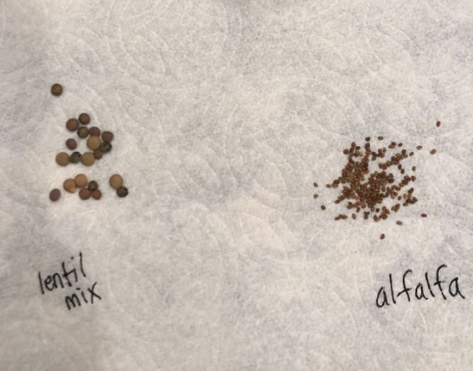 Spouts - Ultimate prepper's food