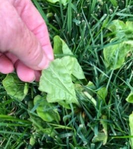 Broad Leaf Plantain Lawn back of leaf identification - City Prepping - Eat your lawn