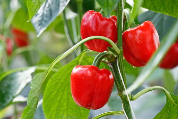 Thumbnail image of Red,Bell,Pepper,(sweet,Pepper),On,The,Pepper,Tree