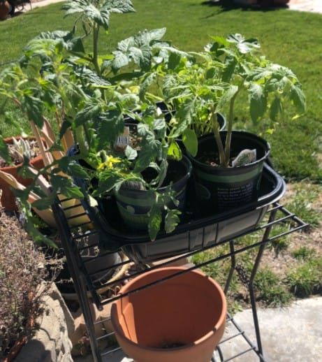 Lowe's Tomato plants