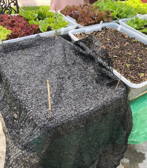 Tricks for a massive lettuce harvest.