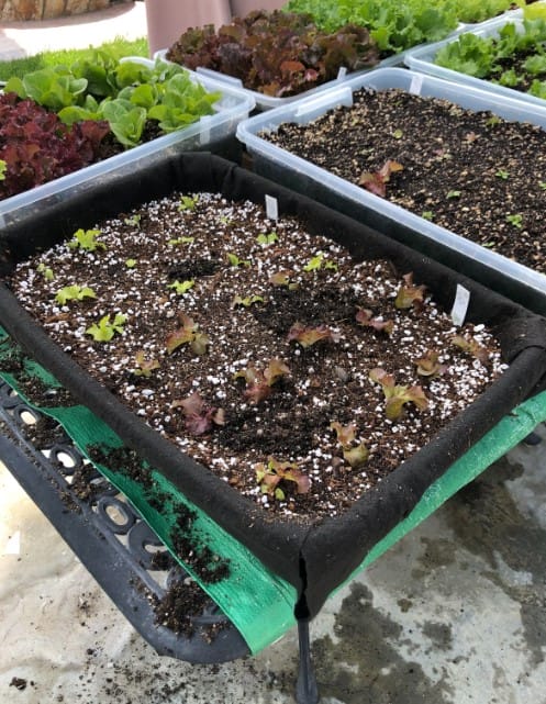 Improved lettuce growing container