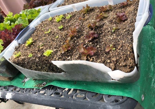 Lettuce container falling apart