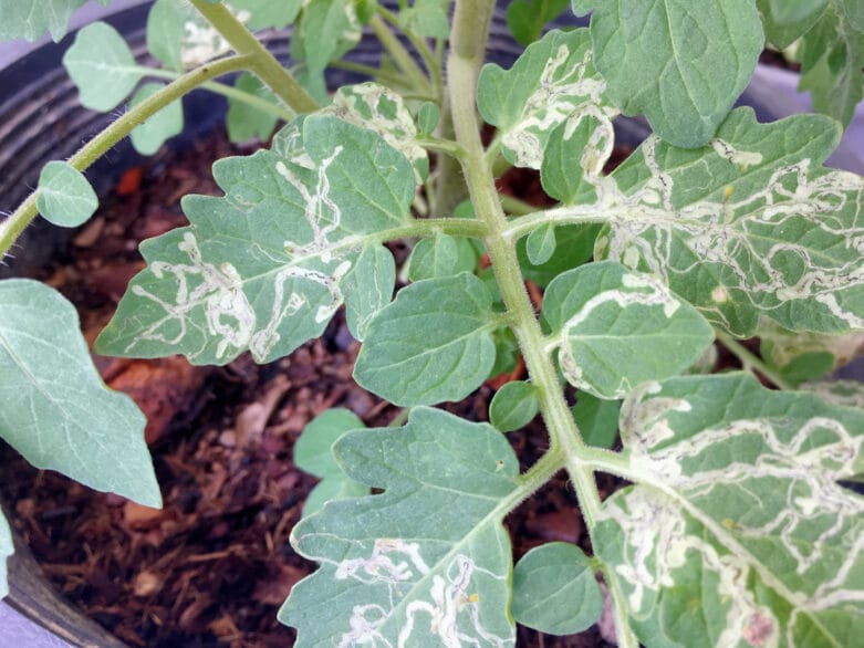 Leaf miner destroying plants