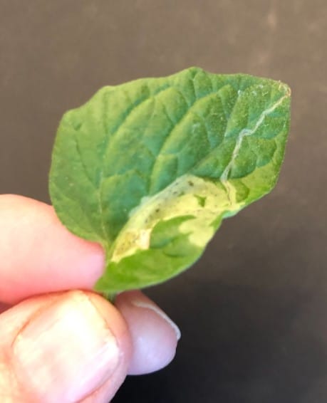 Leaf miner in your garden and what to do about it.