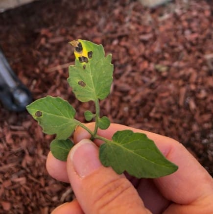 Septoria leaf spot on tomato leaves