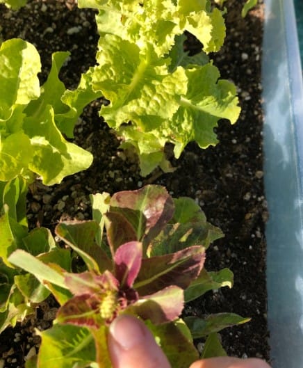 Lettuce going to seed