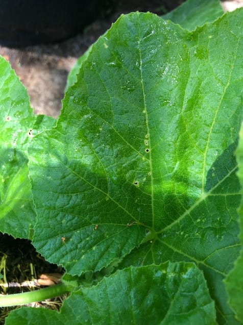 Flea Beetle garden pest