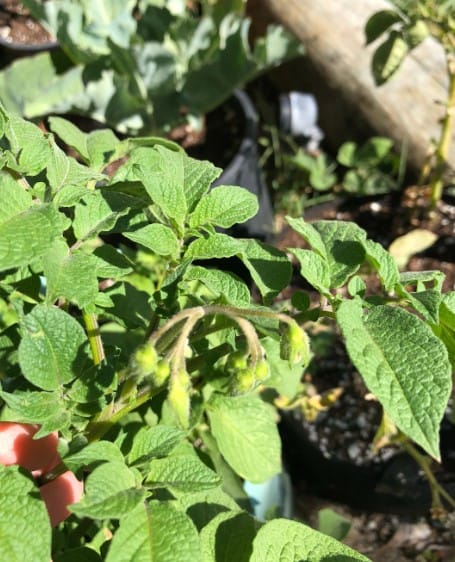 healthy tomato leaves