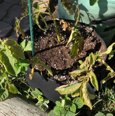 dry tomato leaf fungus