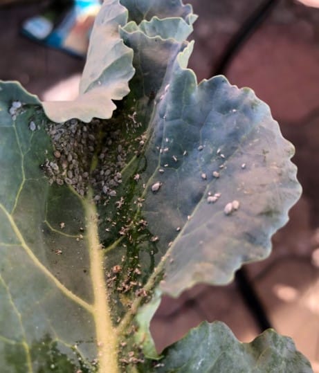 aphids in broccoli
