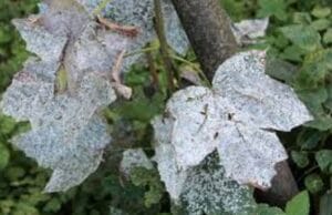 Leaves destroyed by powdery fungus - garden