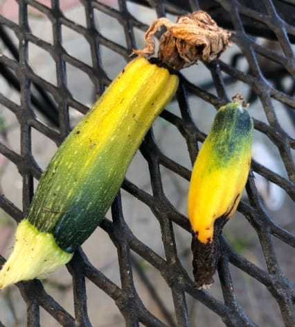 Blossom rot zucchini