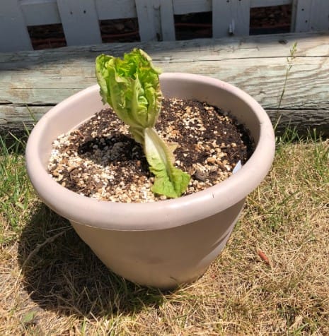 garden problems lettuce