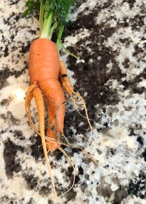 Mutant Carrots