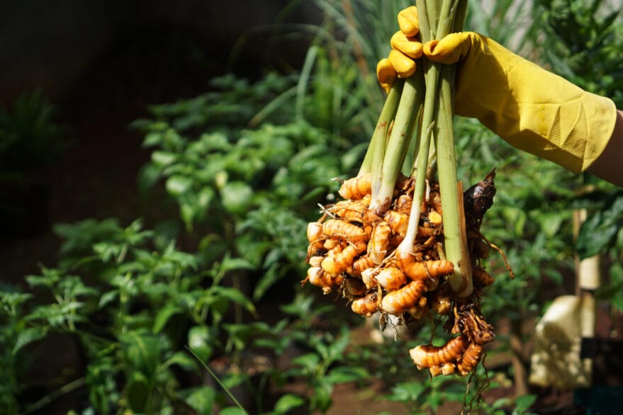 Turmeric harvest - a prepper's ultimate natural medicine