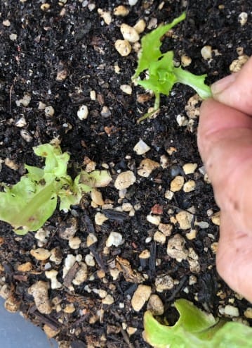 Lettuce damage