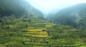 Hogweed Cultivation