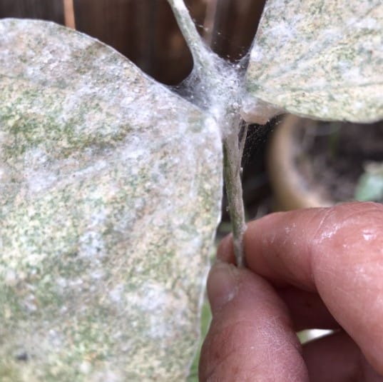 powdery mildew increase because of weather
