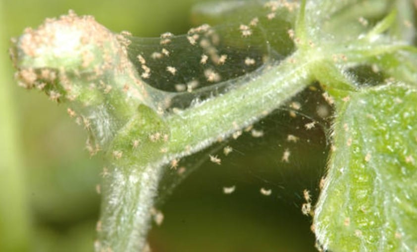 Spider Mite Damage Stem