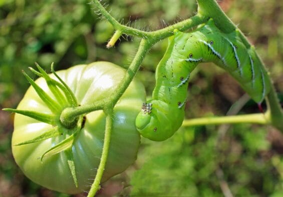 Thumbnail image of Tobacco,Hornworm,Hanging,By,A,Tomato